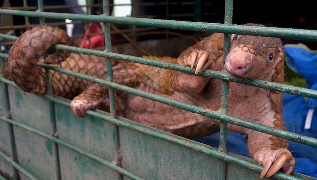 广西林业厅,穿山甲,救助,绿发会,行政诉讼,立案