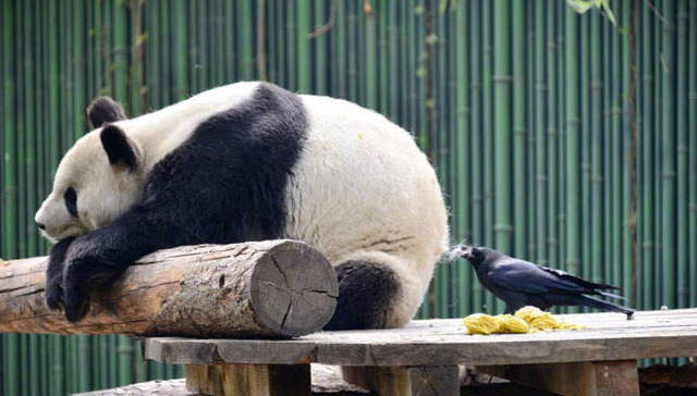 大熊猫的屁股碰不得，但毛可以薅