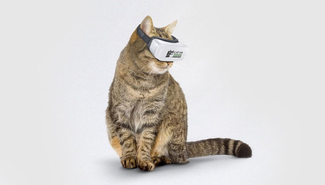 《头号玩家》的世界很心动？猫咪VR眼镜了解一下