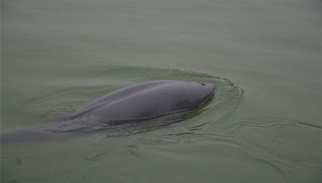 长江江豚“升格”为独立物种 濒危程度比大熊猫严重