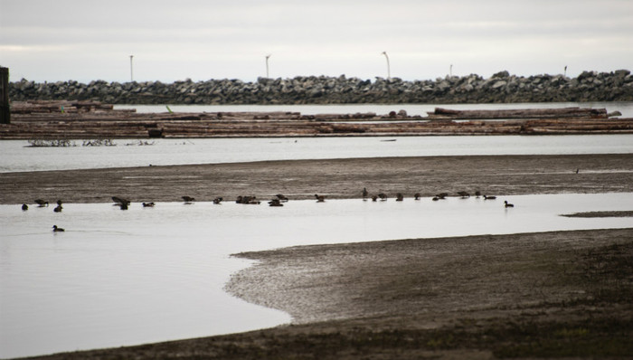 中华秋沙鸭,乌伊岭保护区,野生动物