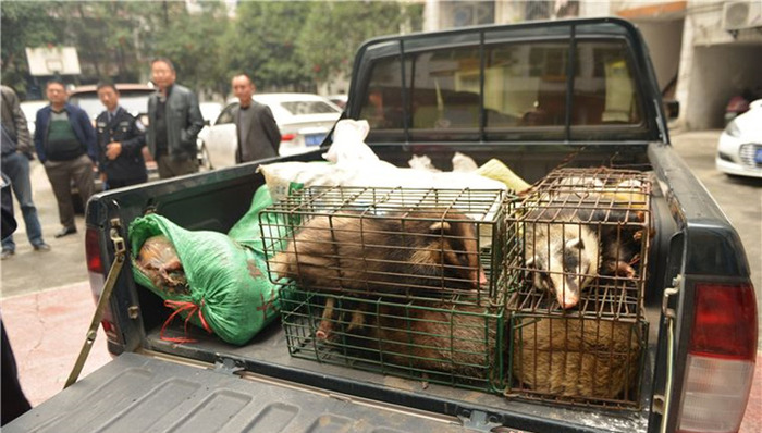 新华社,野生动物,利益链条,调查