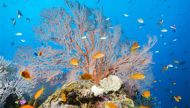 大堡礁,全球变暖,澳大利亚