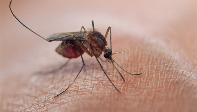 卫健委,疟疾,传染性疾病