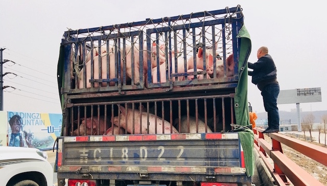 【特写】东北养猪大跃进