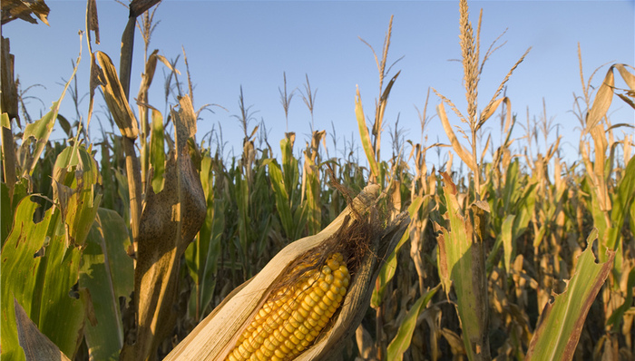 农业农村部,玉米种植面积,农作物