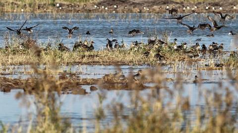 上海市委常委会传达习近平总书记在深入推动长江经济带发展座谈会上重要讲话精神