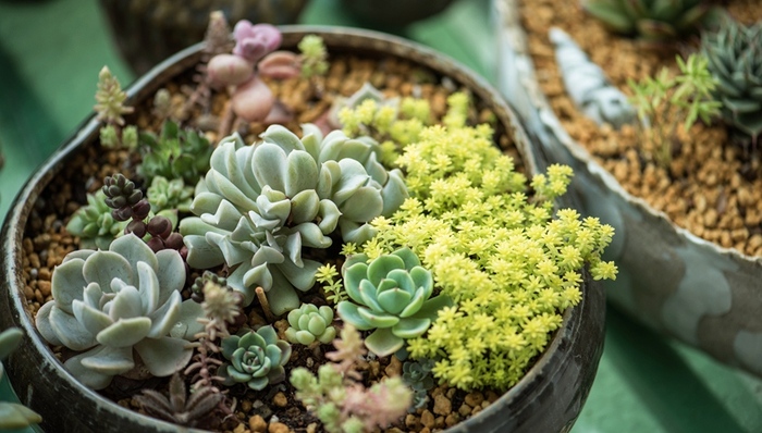 多肉植物,美国,高价,中国,韩国