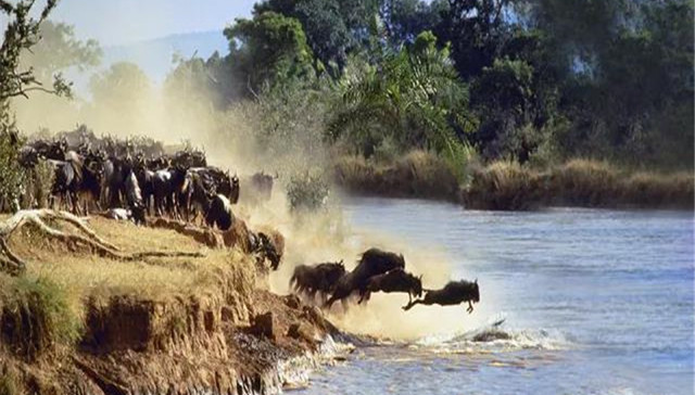 去肯尼亚，现在就是最好的时机