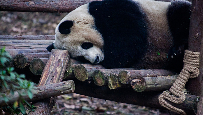 大熊猫,患病,会诊