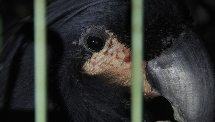 人工驯养,野生动物,判刑