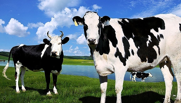 新希望乳业,酸奶