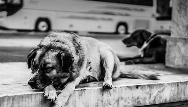 湘潭大学,流浪动物,咬伤学生