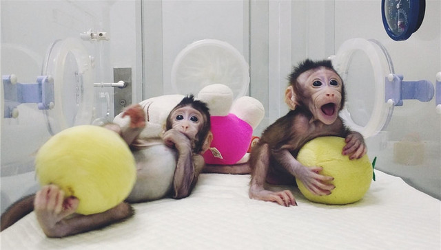 央视揭秘：克隆猴与普通猴有什么不一样？将来是否会克隆人？
