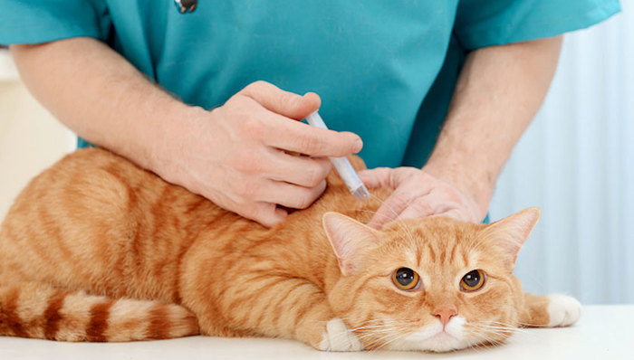 皇家宠物食品,猫粮