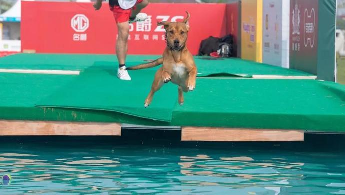 被遗弃的狗成了运动犬大赛冠军 “汪星人”的奥林匹克火了