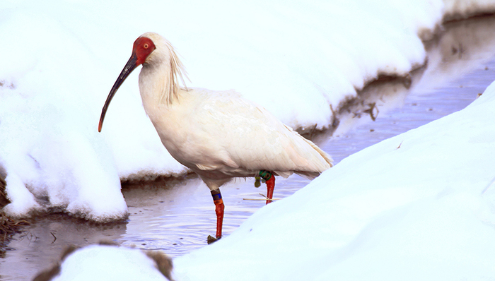 亚洲社会,天下故事,中日关系