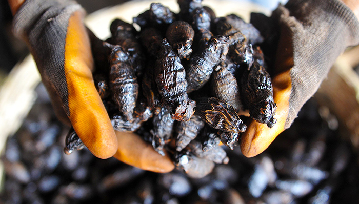 槟榔碱,槟榔食品,肿瘤,癌变率,张口受限,1986年,角质形成细胞,遗传毒性,产业孵化器,产业发展基