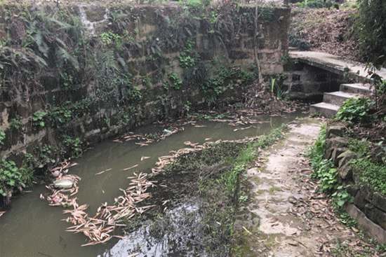 【美丽中国长江行】如诗田园在眼前 重庆石家槽坊院落美丽“变形记”丨动图