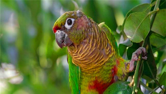 鹦鹉案,王鹏,刑满释放