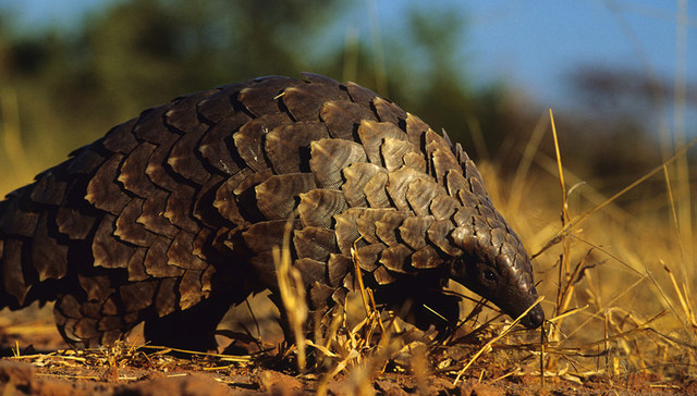 官员,穿山甲,受贿