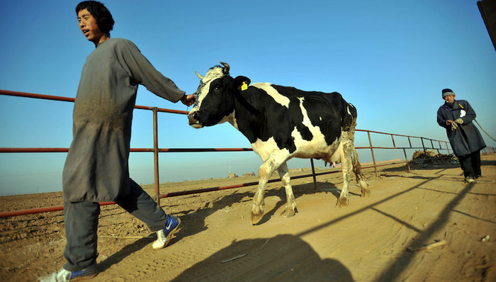 奶粉,乳制品,食品安全,三聚氰胺