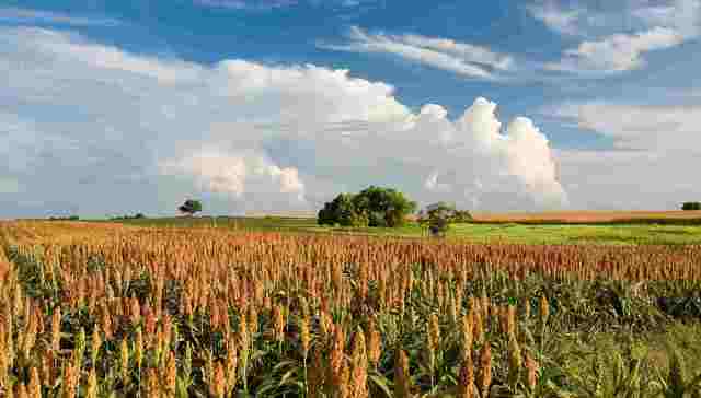 【财经24小时】中国终止对美国高粱双反调查 发改委约谈违规发行外债的企业