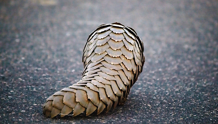 银泰集团,热点追踪,动物保护