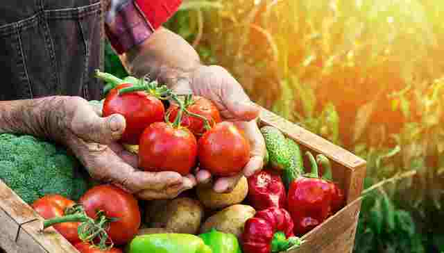 美国财长预计今年销往中国的农产品将增近4成