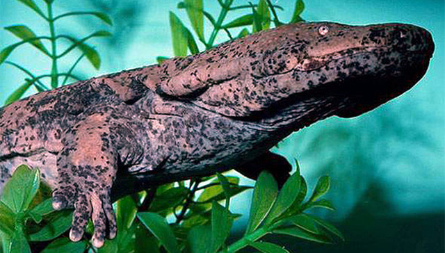 科学家发现多个大鲵隐存种 破“中国大鲵单物种”论