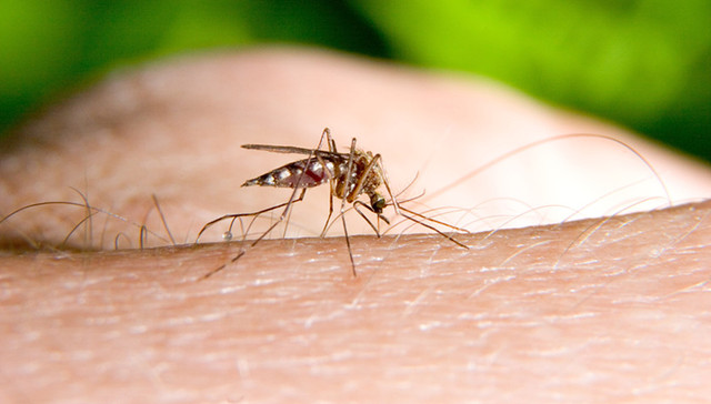 国家卫计委,疟疾,青蒿素