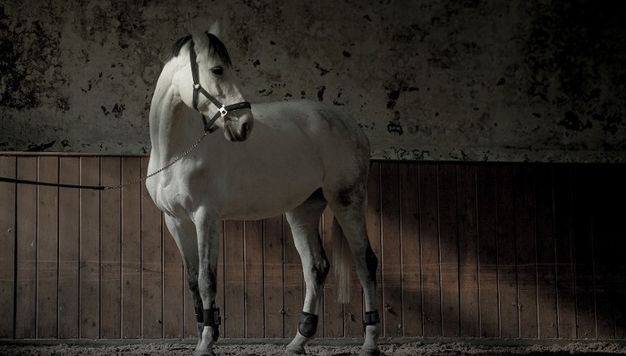 罗牛山,海南,赛马