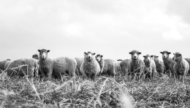 羊毛党薅羊毛到底能获得多少利益？