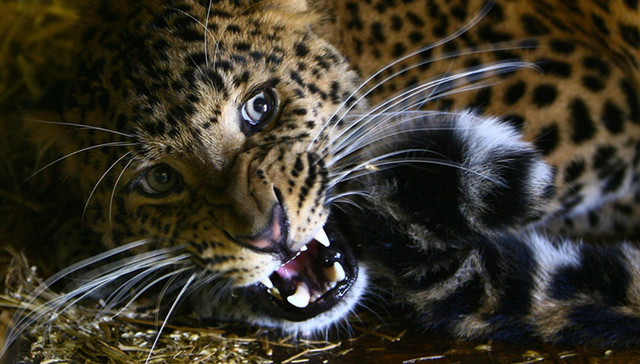 华北豹,中国科学家,野生种群