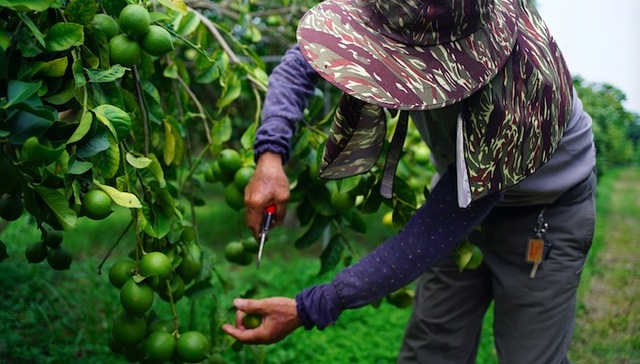 台湾柠檬,农业,德克士,供应链