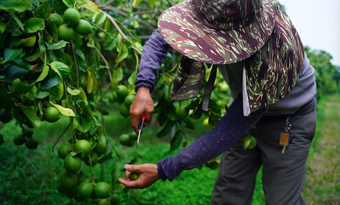 台湾柠檬,农业,德克士,供应链