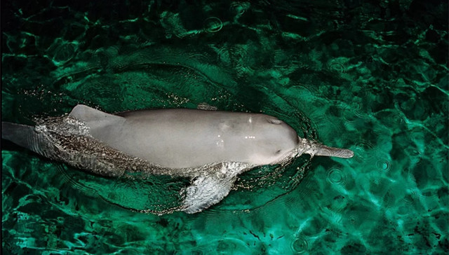 白鳍豚,功能性灭绝,江神