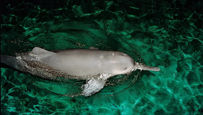 白鳍豚,功能性灭绝,江神