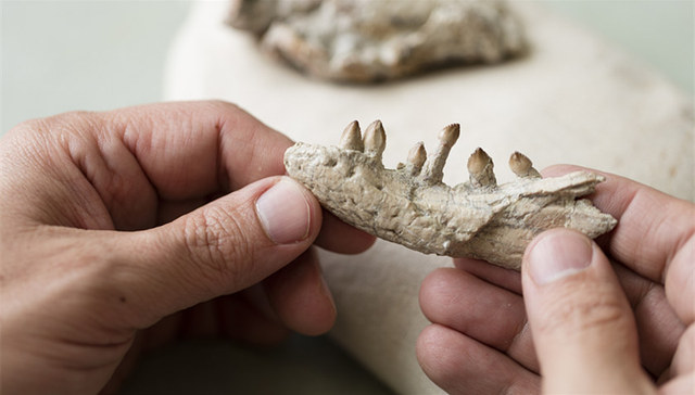 “混元兽”,有袋类哺乳动物,起源