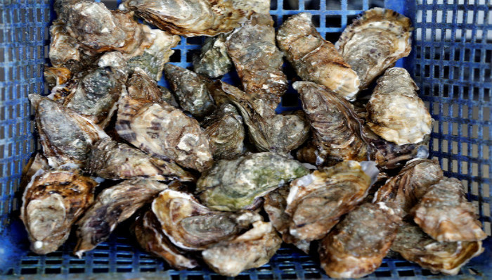 牡蛎,海关总署