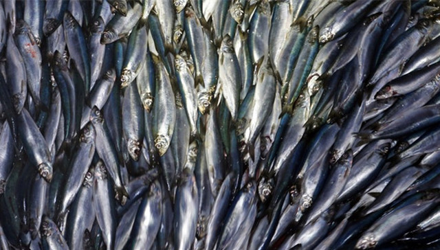 历史上的美加贸易战