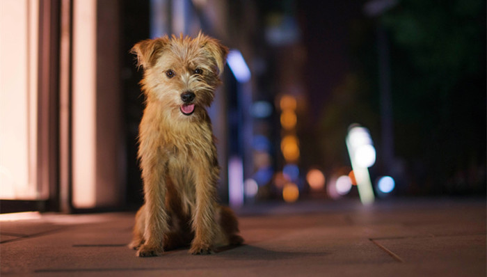 人民日报,流浪犬,养狗者