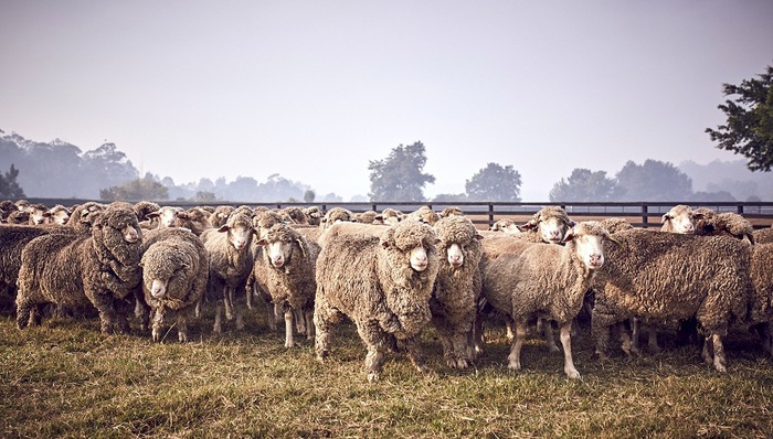 【逃跑计划】走吧！让我们骑在澳大利亚的背上“撸”羊毛！