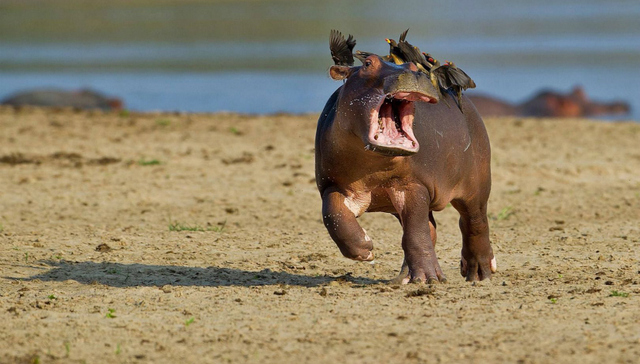 【尬聊】只要这两位出门“执法”，周杰伦都感到害怕