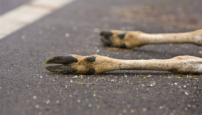 江西,贩卖,野生动物,17000,15省