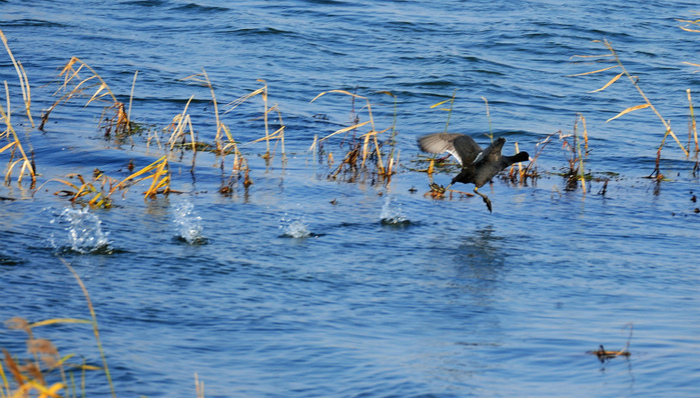 “长江水清了，鸟儿多了，鱼儿也多了……”
