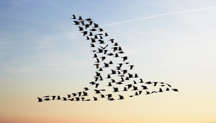 使命感,团队,高管,个人学习,决策,成本,运营,危机,毕马威