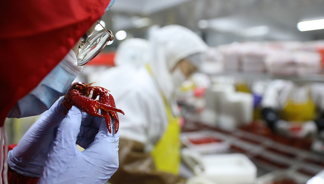 小龙虾经济趁世界杯再升温，年薪60万“品虾师”会是一门好职业吗？