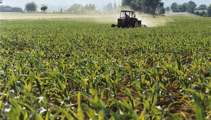转基因玉米,违规种植,原因