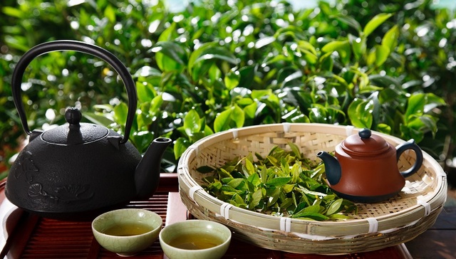 中国天化工,信阳毛尖